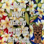 Classic White Yellow Plumeria with Buds